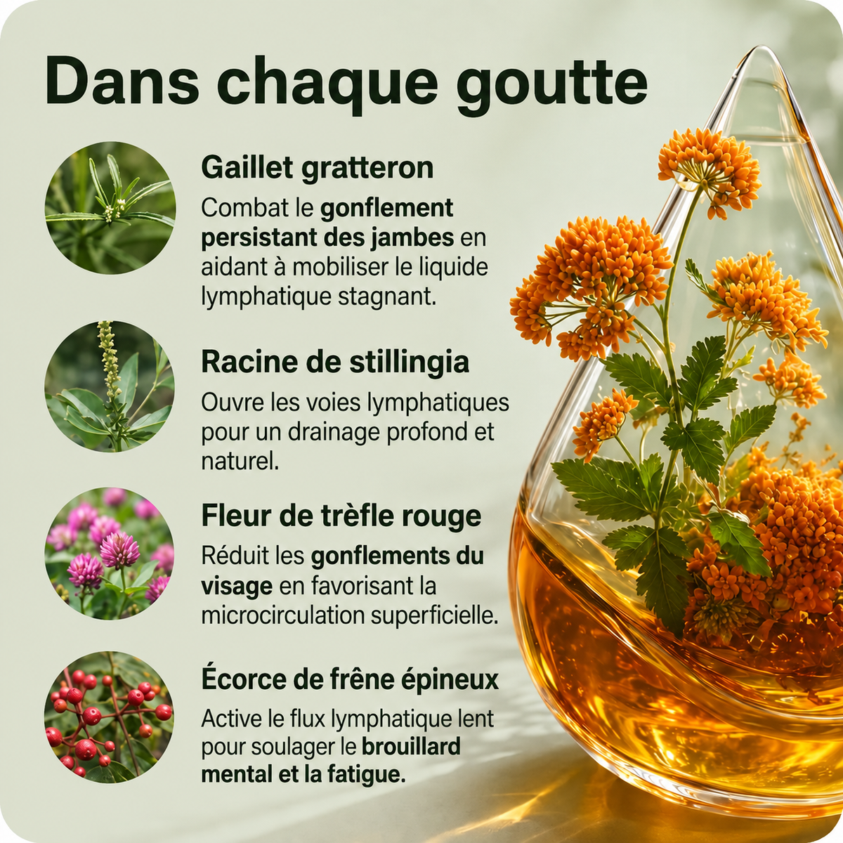 Drainage lymphatique - Gouttes naturelles